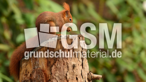 Eichhörnchen (30).jpg